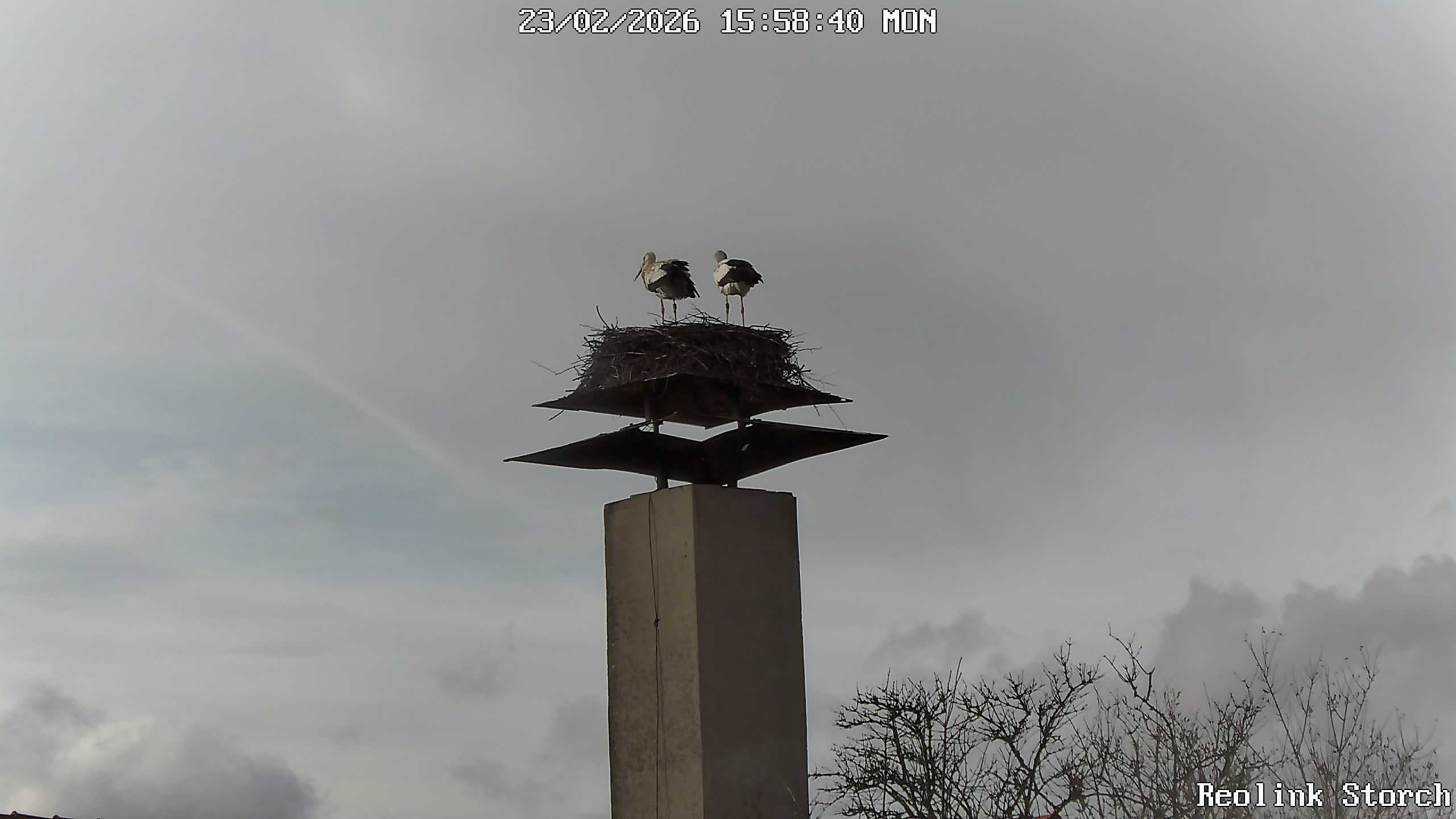 Storchencam Bild